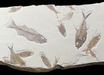Stunning Green River Fossil Fish Wall Mount - x #21547-3